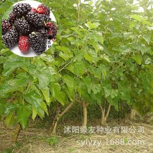 ���l�����²��չ���N��ɣ�ع�ɣ�N��ɣ��Ұ����ľ�ļ��׻��ײ�