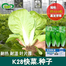 K28快菜小白菜种子 农田菜地四季蔬菜快菜籽叶片厚
