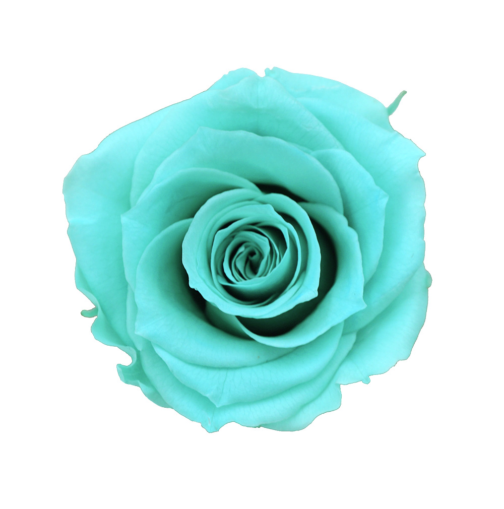 Grado una flor eterna Rosa flor preservada Rosa flor seca 5-6cm exportación calidad Yunnan fábrica al por mayor