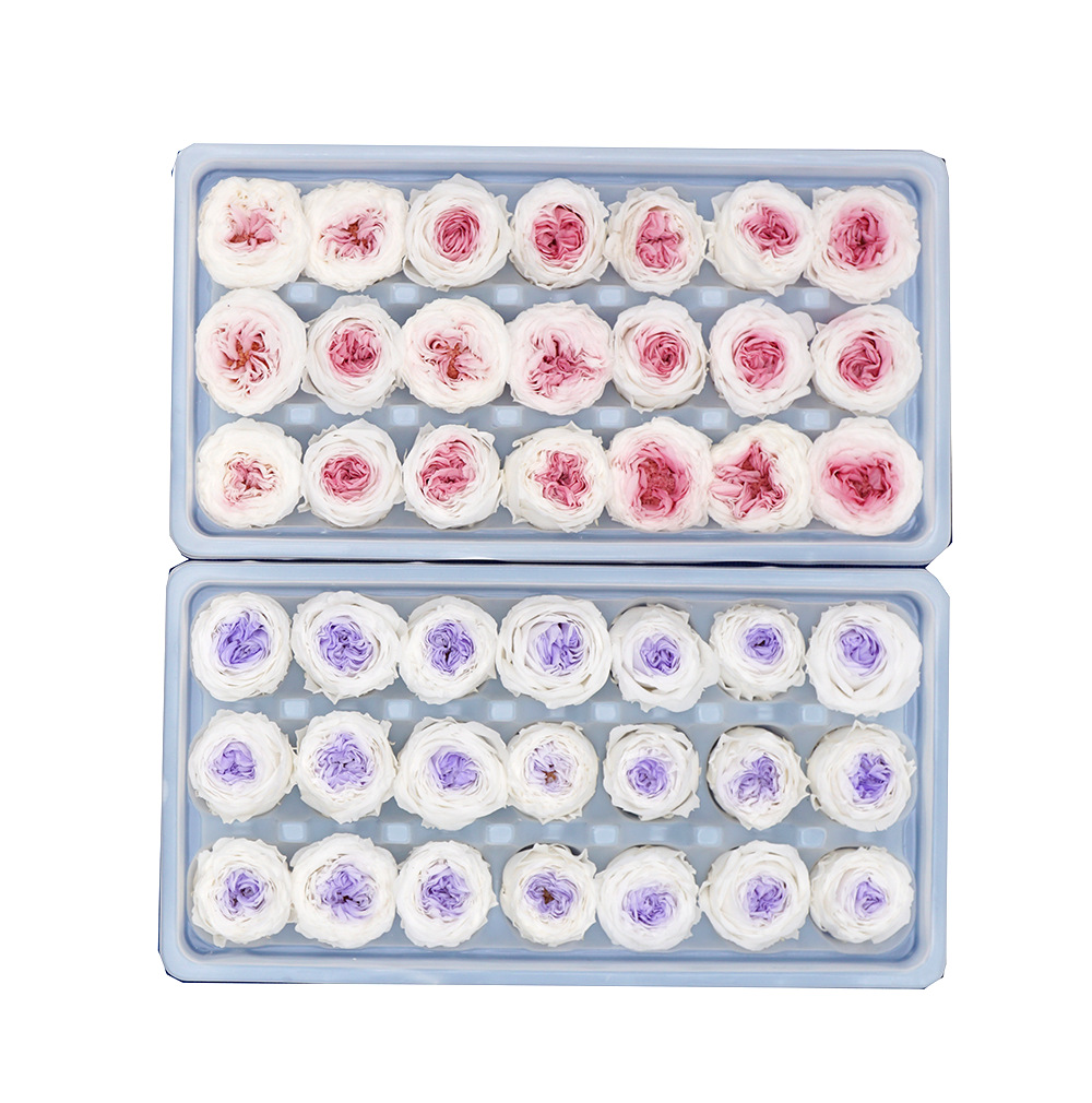 Flor eterna/Flor de chocolate/Austin dos colores/3-4CM Austin Rose/grande favorablemente