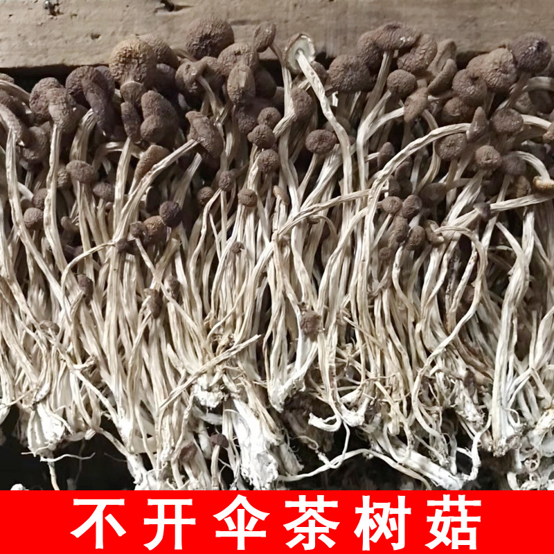Фуцзянь сухой агроциб cylindracea оптом агроциб cylindracea сухие товары оптом прямая оптовая продажа 500 г