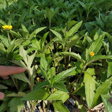 �������� �������� С����� ����ֱ��