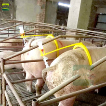 加输精夹人工授精设备猪背夹猪用受精夹猪授精用辅助圈畜牧养殖用