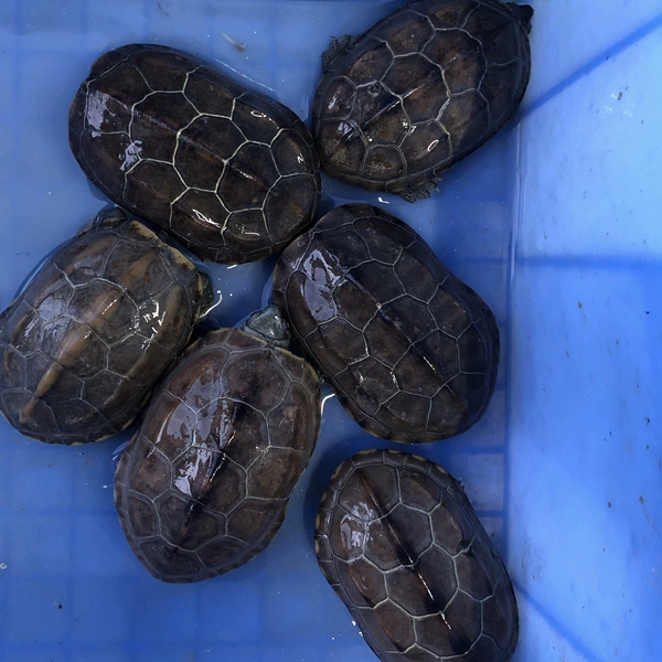 * Very easy to raise ink turtle male
