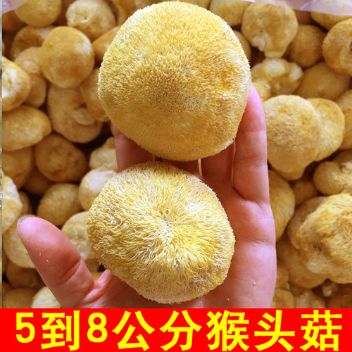 Gutian Monkey Head Mushroom Dried Goods 500g Dry Monkey Head Mushroom Gutian Special Product Wholesale Production Area Edible Fungus