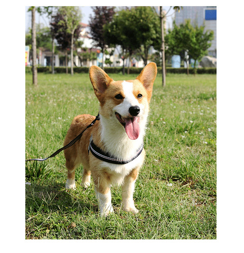 Amazon's new pet traction dog harness dog leash dog rope vest style dog walking leash pet supplies