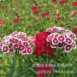 种子;草种子;草坪