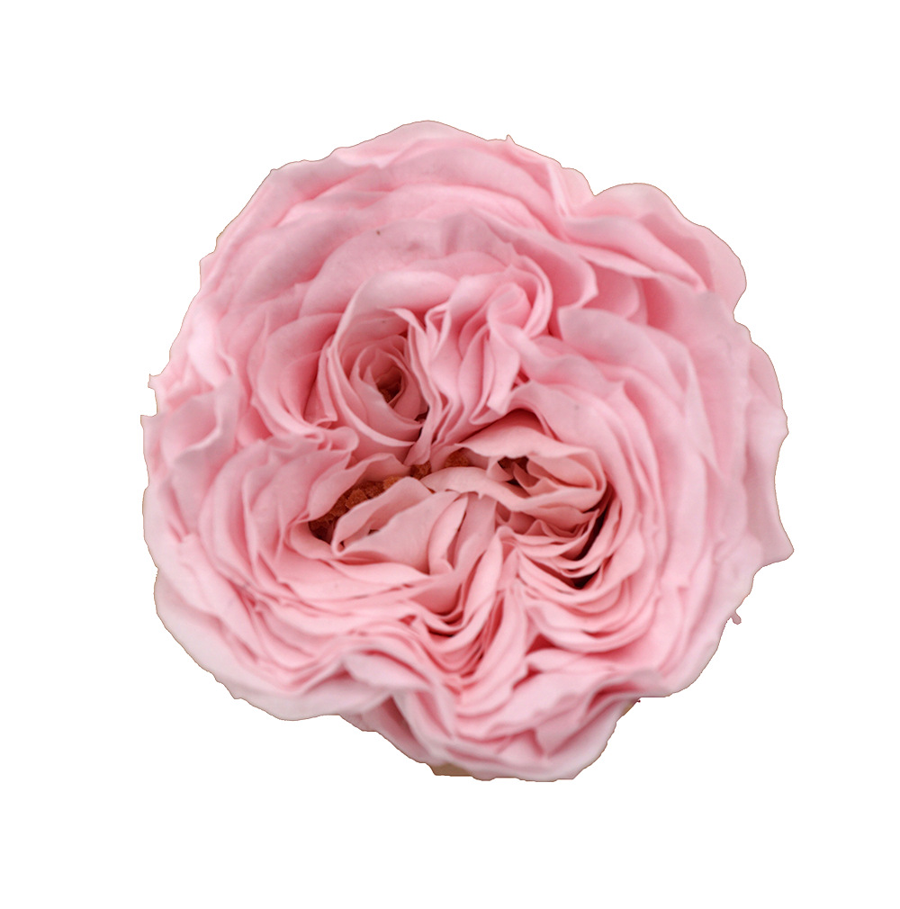 Grade A Valentine's Day Rose/Austin/Eternal Flower/2-3CM Rose cabeza/fábrica al por mayor gran cantidad Congyou