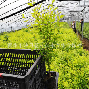 ���~�ܘ���G����ľͥԺ�^�p�c�Yɫ�K�G�h  �@��ֲ����~�ܬF؛