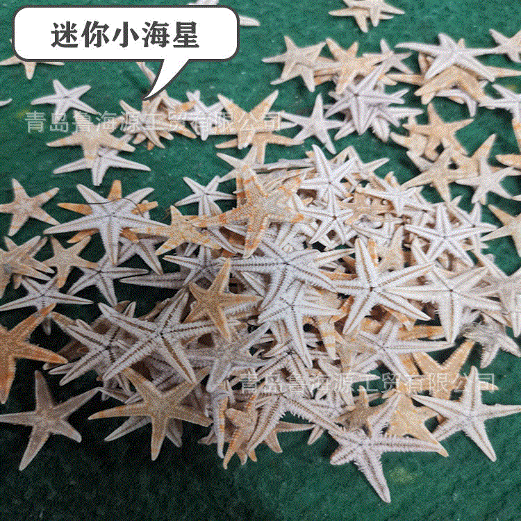 Handmade starfish beige starfish five-finger starfish flat starfish Mediterranean shooting props jewelry 1-2cm Handmade starfish beige starfish five-finger starfish flat starfish Mediterranean shooting props jewelry 1-2cm