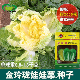 ���ᭇ���޲˷N�� �r�������ͳ�޷�ļ��߲����ްײ���