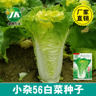 �S��ֱ�����＾���NС�s56�ײ˷N��ԭ�S�ʰ������߲˷N�ӹ�˾���l