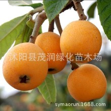 庭院果树苗枇杷树苗大枇杷阳台盆栽水果树苗嫁接苗工程绿化苗