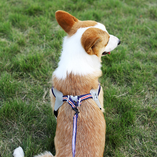 Amazon's new pet traction dog harness dog leash dog rope vest style dog walking leash pet supplies