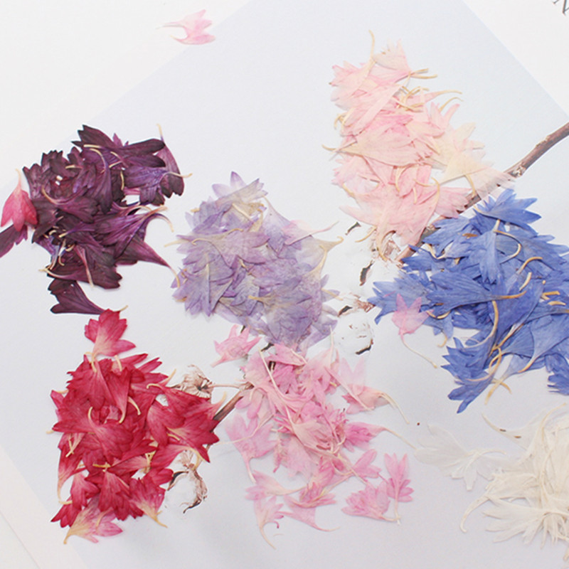 Cornflower Natural Dried Flower Baffle Plant Specimen Nail Art Face Decal Portrait Drop Glue Jewelry Handmade Material Bag Cornflower Natural Dried Flower Baffle Plant Specimen Nail Art Face Decal Portrait Drop Glue Jewelry Handmade Material Bag