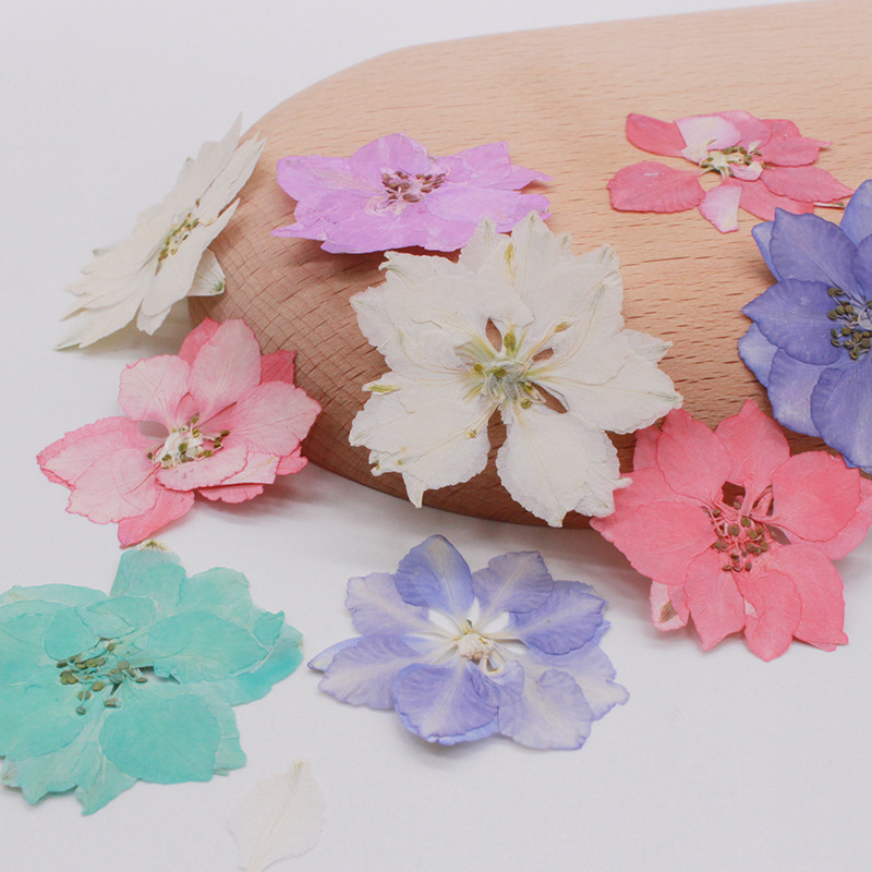 Flying Swallow Flower Chikowan Flower Dried Flower Embossed DIY Handmade Drop Glue Phone Case Nail Art Photo Face Makeup Aromatherapy Candle