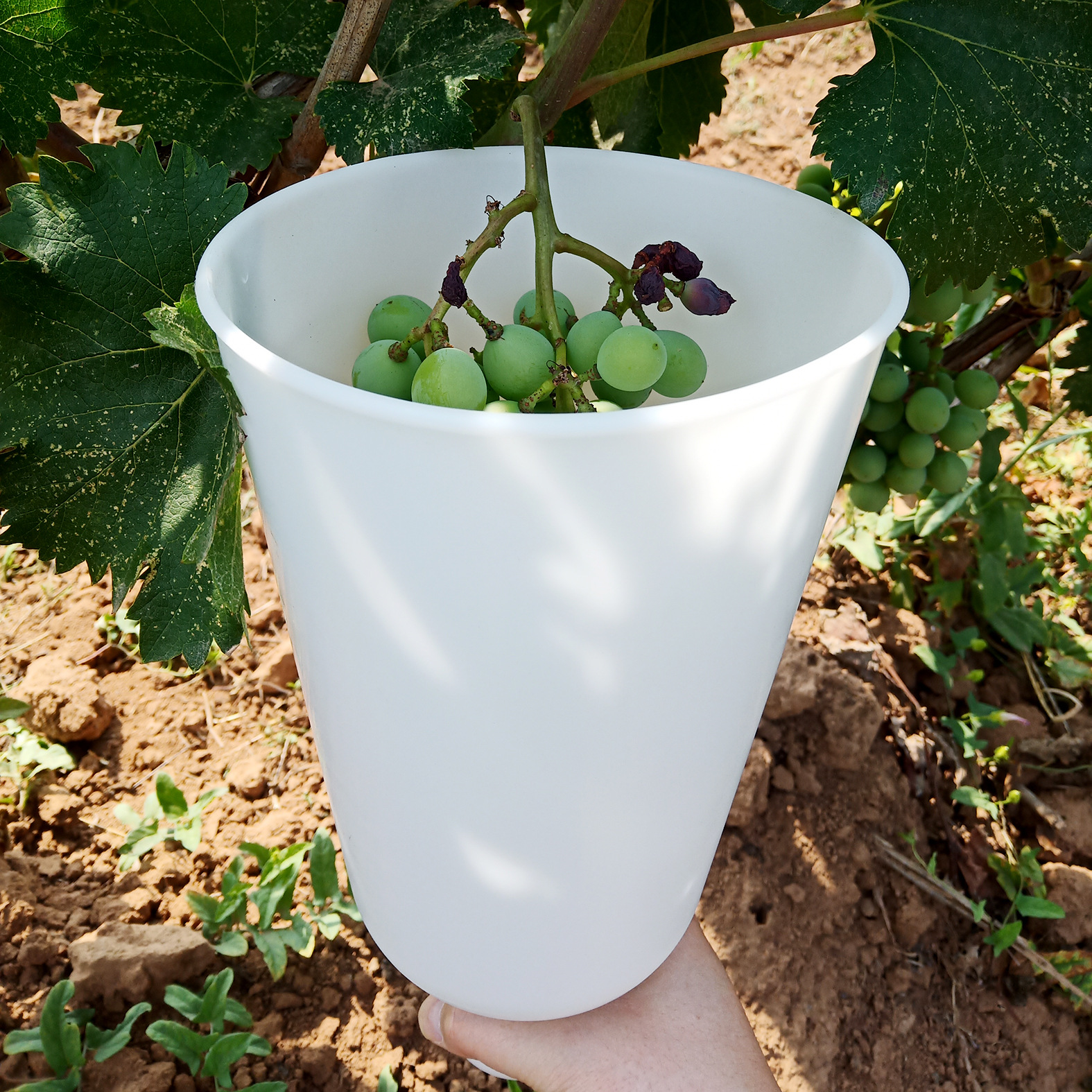 葡萄浸果杯 沾药拉穗膨果器 蘸药杯膨大剂红提阳光玫瑰大号膨果杯