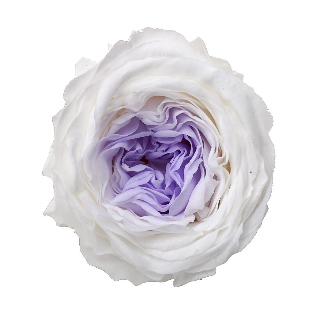 3-4CM-10 flores/caja-blanco + Corazón púrpura