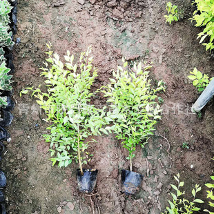 ���~�������籭�����ɽ�|�R�Ի���������������G��ɫ�����~