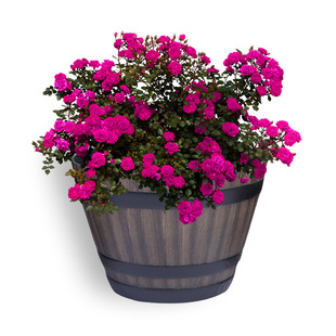 ���N�Gֲ�·�ľ����G������ͥ�̨����ͰľͰԺ�Ӻ����ϻ���͹�