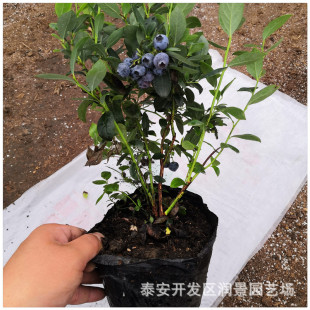 �����{ݮ��r�� ���������{ݮ�����l �I�B���{ݮ�N�����