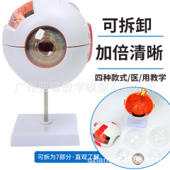 人体眼球モデル6倍拡大眼球モデル五官科眼構造解剖教育モデル医学
