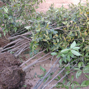 �@�־G���� ��𻨘� ��� ���� �����h�� ͥԺֲ��