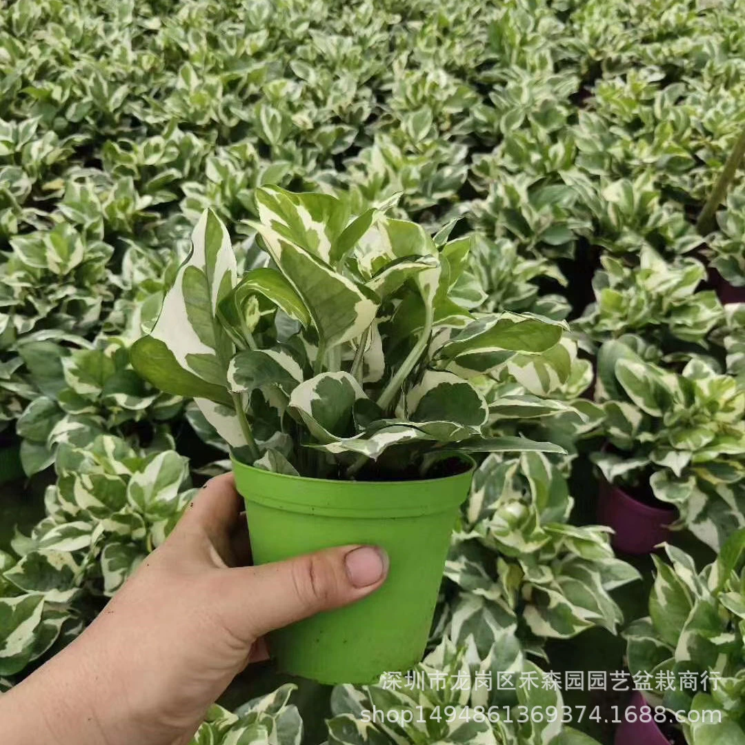 Базовые оптовые прямые поставки/Лиственные растения в помещении поглощение формальдегида Рабочий стол озеленение настенные цветы в горшках 110 # platinum kudzu
