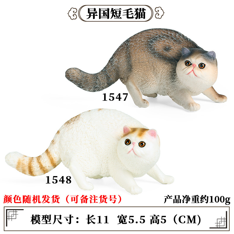 Gatos exóticos de pelo corto (2 enviados aleatoriamente 1)
