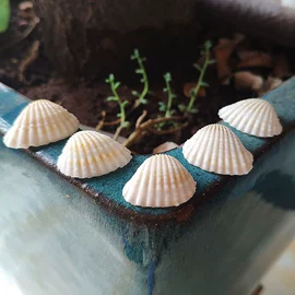 海螺/贝壳;工艺原料;沙石砾石