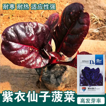 紫菠菜种子紫菠菜籽菠菜种蔬菜种子批发菜种菜籽种子公司四季播种
