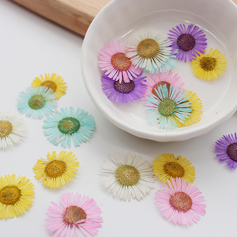 Dried Echinacea Flower Pressed Flower Photo Frame Bookmark Nail Art Photo Face Makeup Real Flower Resin Phone Case Material Kit Dried Echinacea Flower Pressed Flower Photo Frame Bookmark Nail Art Photo Face Makeup Real Flower Resin Phone Case Material Kit