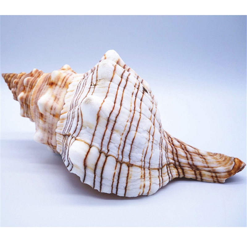 Natural Conch Shell Large Ornaments Shell Crafts Large Shell Home Fish Tank Landscape Style Wholesale Scenic Spot Natural Conch Shell Large Ornaments Shell Crafts Large Shell Home Fish Tank Landscape Style Wholesale Scenic Spot