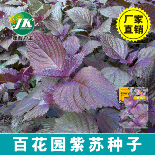 Фиолетовые семена, сеящие четыре сезона съедобных специй на балконе для горшечных растений, чтобы увидеть северо -восточные пурпурные семена сузи -овощей