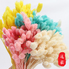 彩色宝石草永生花配材ins网红风干花拍摄道具花材批发ins风