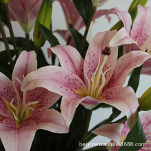 �߷���3D��ˮ�ٺϻ�����c�Ҿ��b����b�ٻ�����ֲ�����ԏS��ֱ��