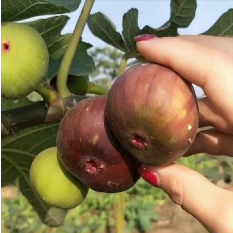 无花果种子批发林木树园林苗圃农场用庭院 出果发芽当季新采优