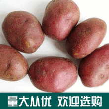 藏区高原食用农产品红皮土豆批发 自种现挖新鲜马铃薯土豆