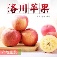 2023产地货源 【洛川红富士苹果】特大果新鲜水果应季水果批发