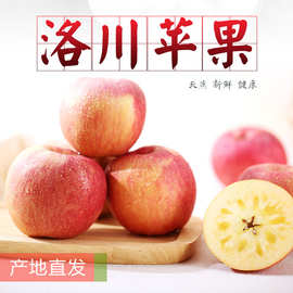 2023产地货源 【洛川红富士苹果】特大果新鲜水果应季水果批发