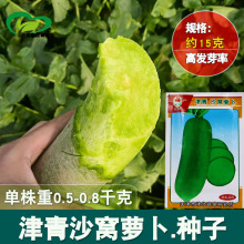 津青沙窝萝卜种子 农田菜地四季菜耐贮青水果萝卜籽