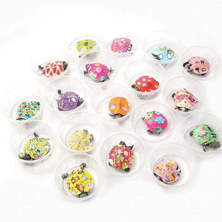 Colorful Little Turtle Live Brazilian Turtle Chinese Grass Ornamental Southern Stone Turtle Green Thread Grass Yellow Ear Flame Snapping Deep Water Turtle