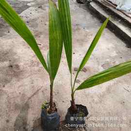 厂家批发老人葵苗四季常青棕榈科观叶植物盆栽花卉家庭园艺绿植