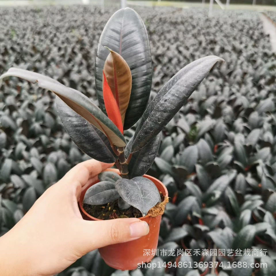 База доступна напрямую Для оптовых/лиственных растений, цветов, горшечных растений, зеленых растений, домашних цветов, каучуковых деревьев, 90 # Small Black King Kong.