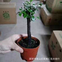 ����ֱ�����l90#�ΗU��̴�ڹǲ��辰/�̨�辰/��������/С�~��̴