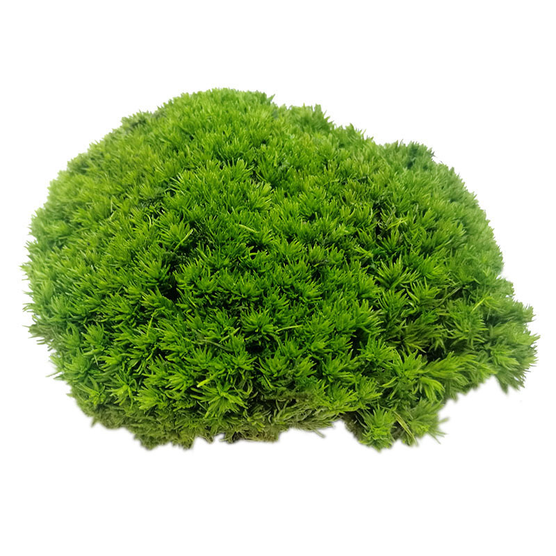 Musgo eterno planta pared cola curvada bloque de musgo vegetación musgo flor seca césped piel pluma grande musgo gris grande flor eterna musgo