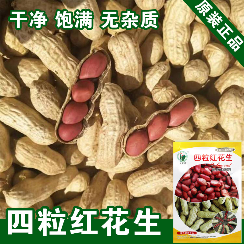 Peanut Seeds Peanut Seeds Vegetable Seeds Wholesale Vegetable Seeds Rapeseed Vegetable Seed Companies Sow All Year Round