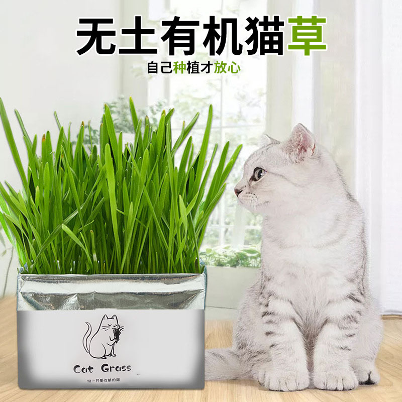 厂家现货无土有机猫草 清洁口腔去毛球猫草栽培套装 猫用品批发