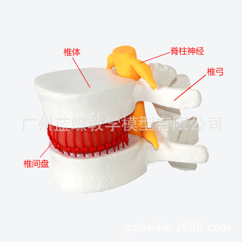 ׵����ģ����Ʒҽѧ������׵ͻ��������׵�ǲ�����ʾ�ؽڱ�׼ģ��