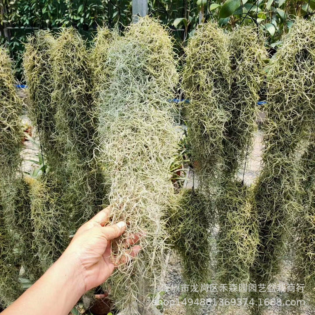 Воздушный ананас Безпочвенное растение Воздушная трава Usnea Старик причал Комбинация Подвесной орнамент Офисное поглощающее формальдегид Подвесное растение